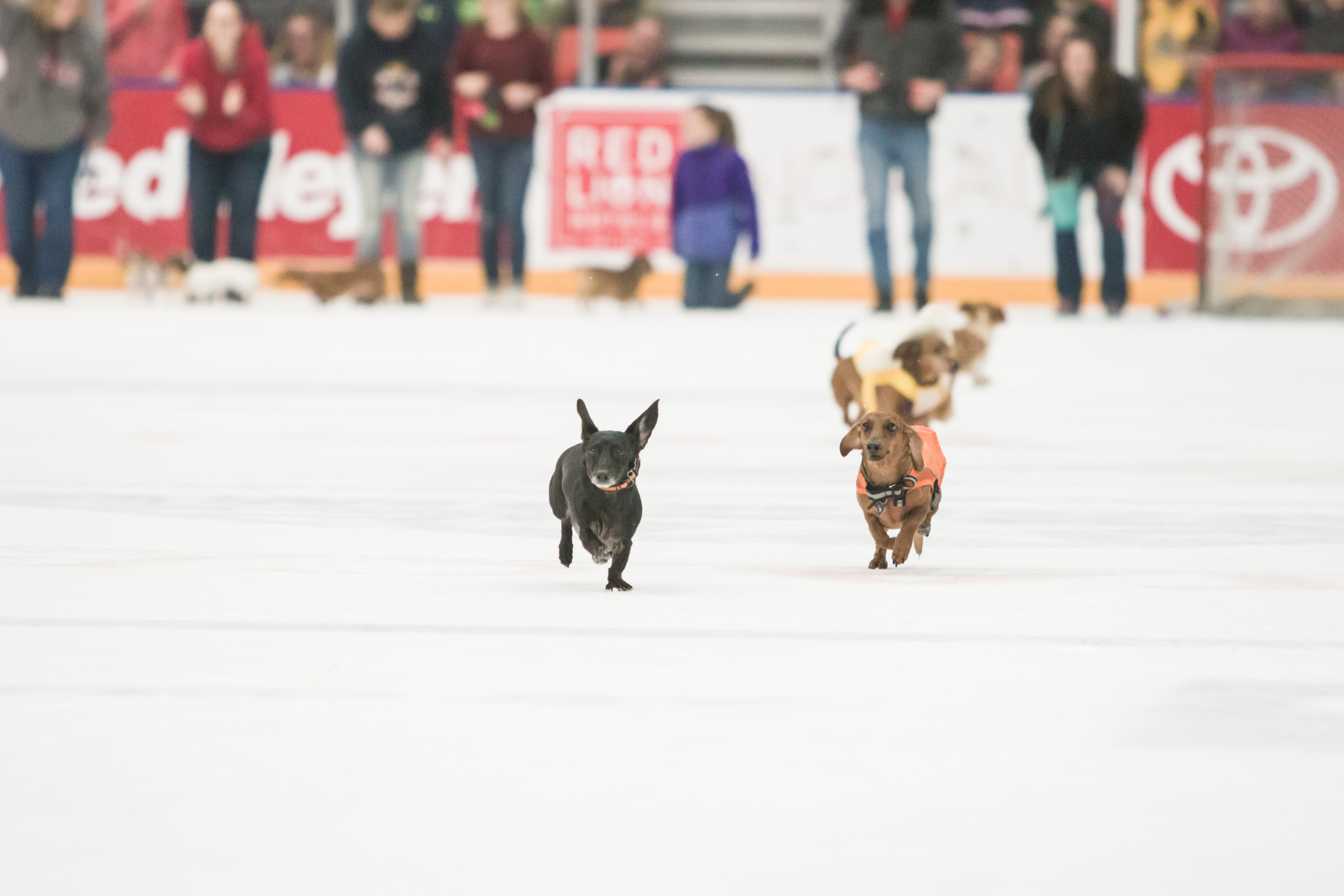 Wiener Dog Race Application - Tri-City Americans