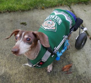 Anderson Pooper, previous entrant in the Great Small Dog Race (2020).